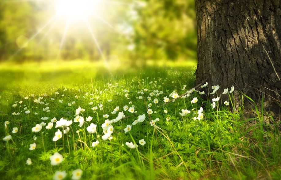 cremation services in Daytona Beach, FL