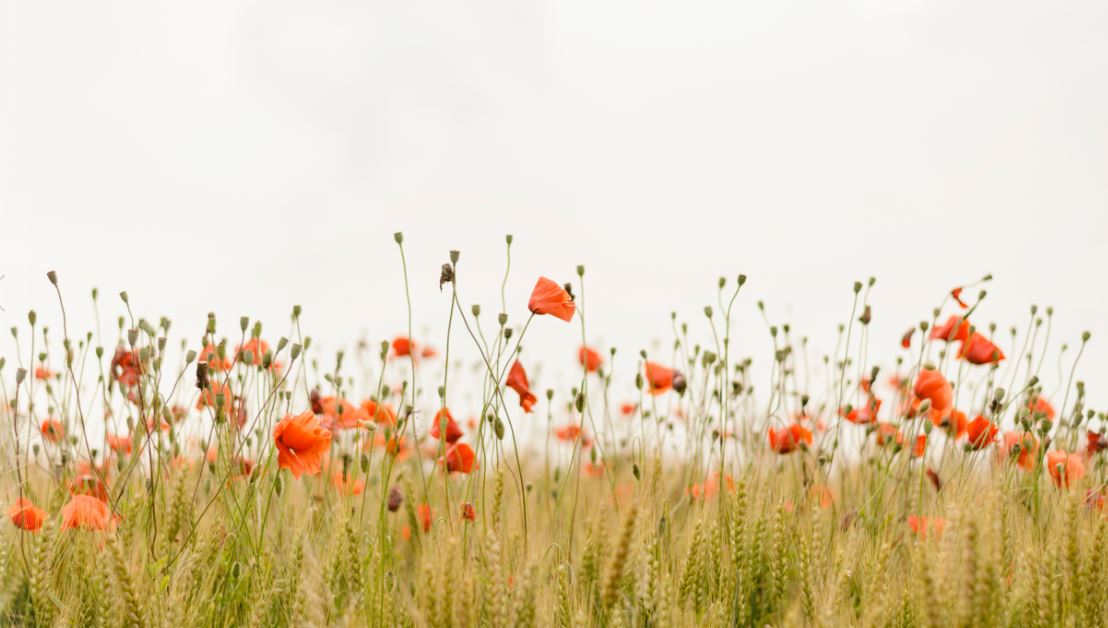 cremation services in Deland, FL