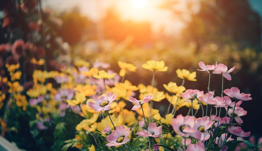cremation services in Orlando, FL