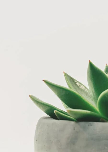 cremation services in Orlando, FL