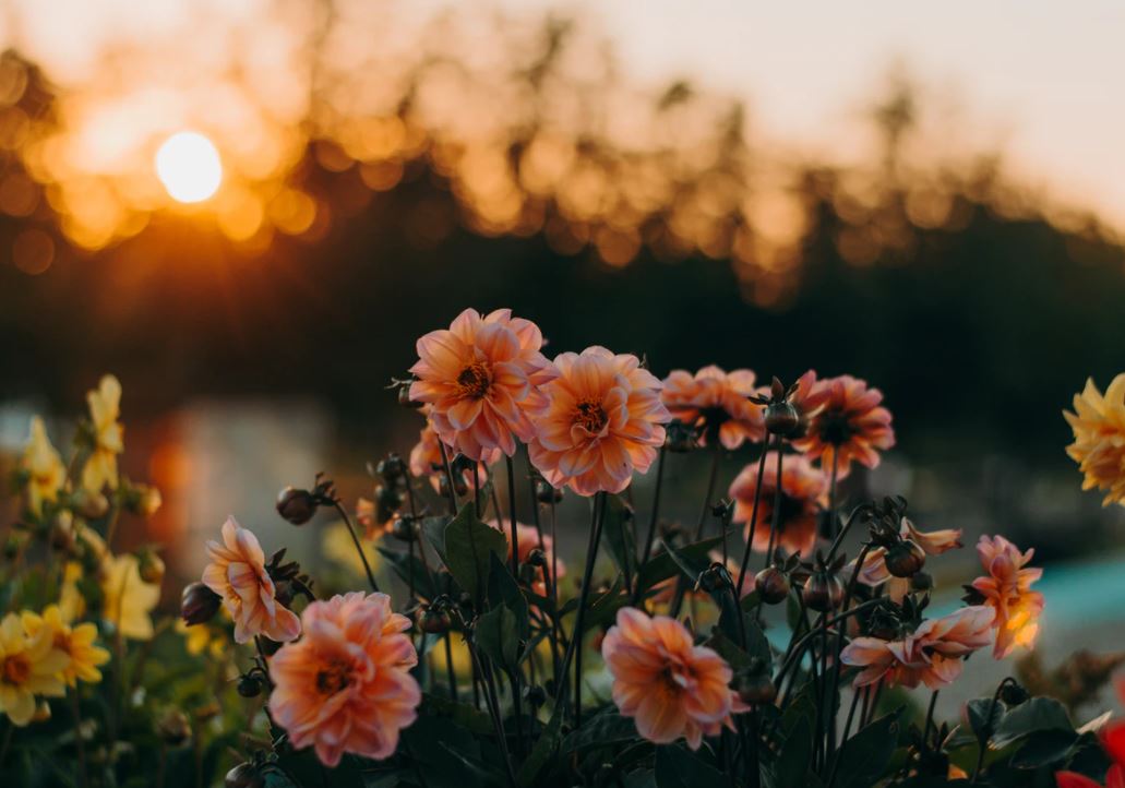 cremation services in Daytona Beach, FL