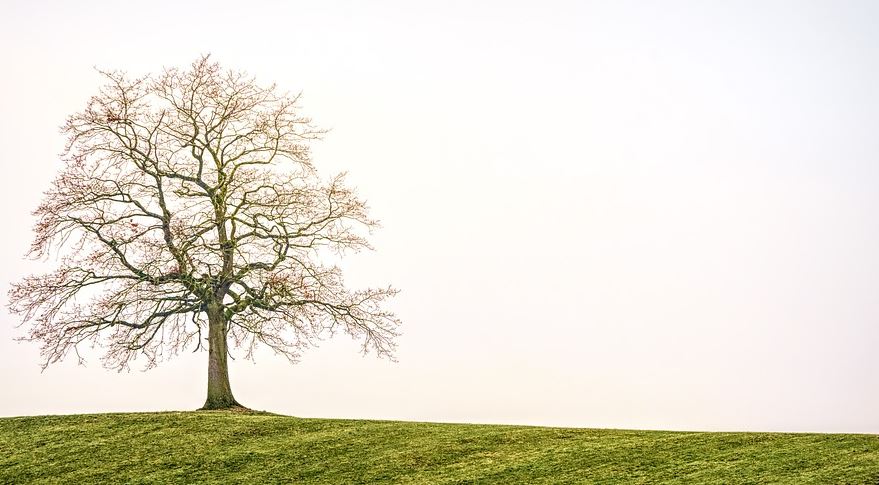 cremation services in Orlando, FL