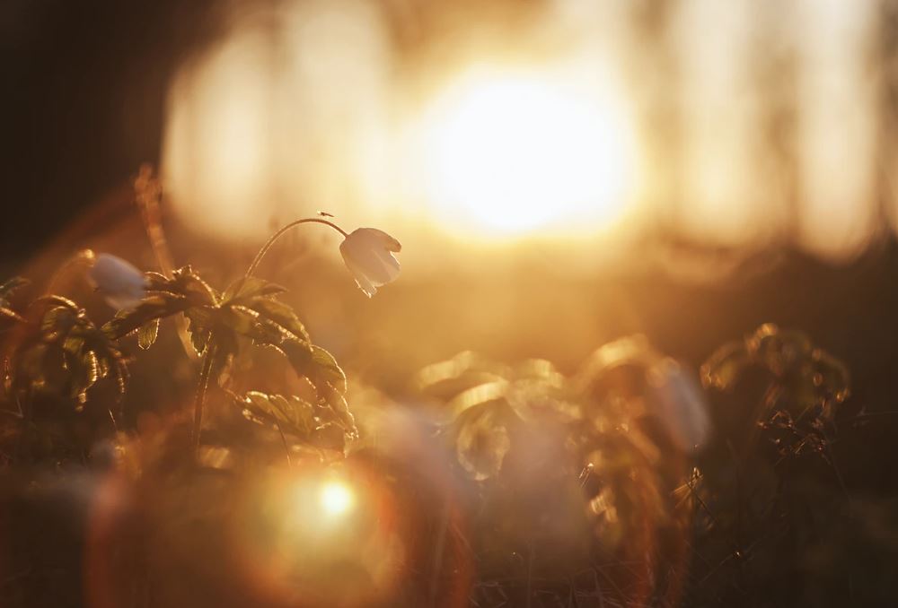 cremation services in Daytona Beach, FL