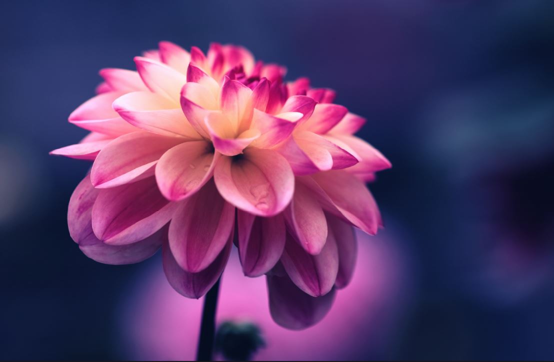 cremation services in Orlando, FL