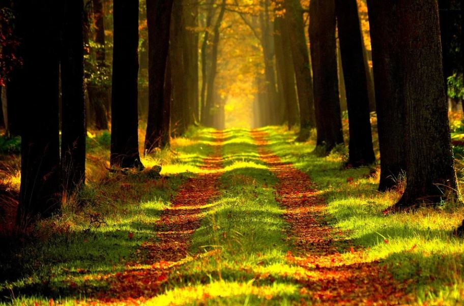 Cremation services in Orlando, FL
