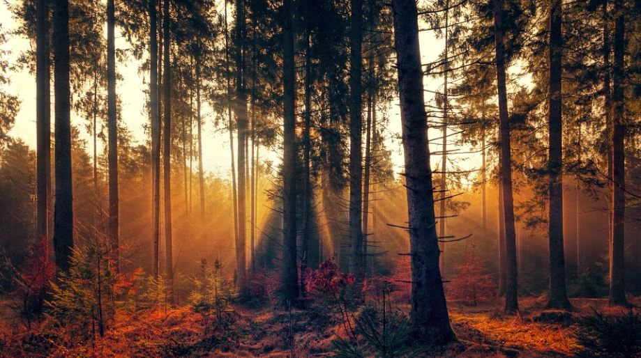 Cremation services in Orlando, FL