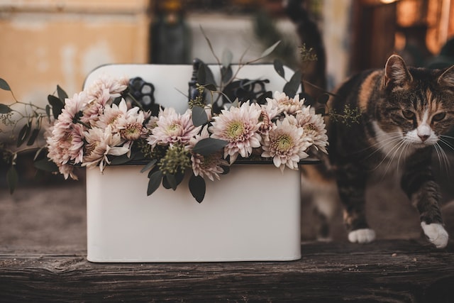 cremation services - Orlando, FL