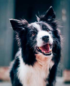 Pet Cremation Orlando
