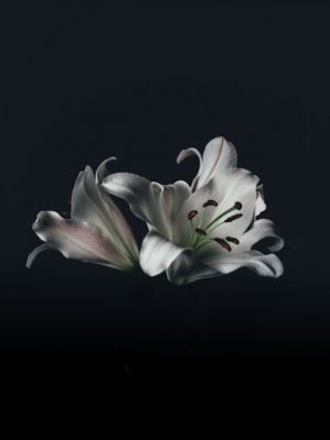 Daytona Beach, FL cremation