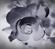 Daytona Beach FL cremation service