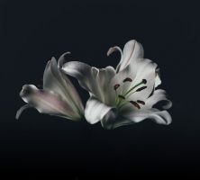 Orlando, FL cremation