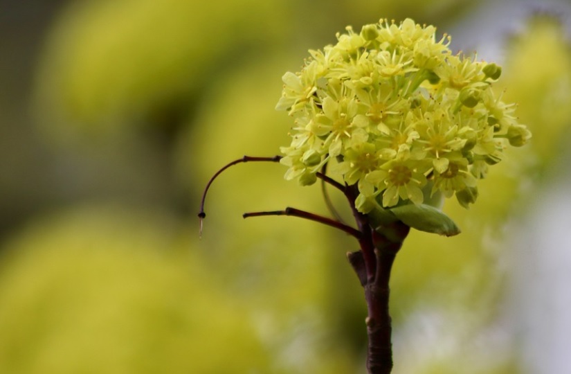 Orlando, FL cremation services