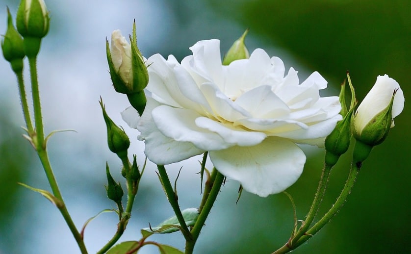 daytona beach, fl cremation services