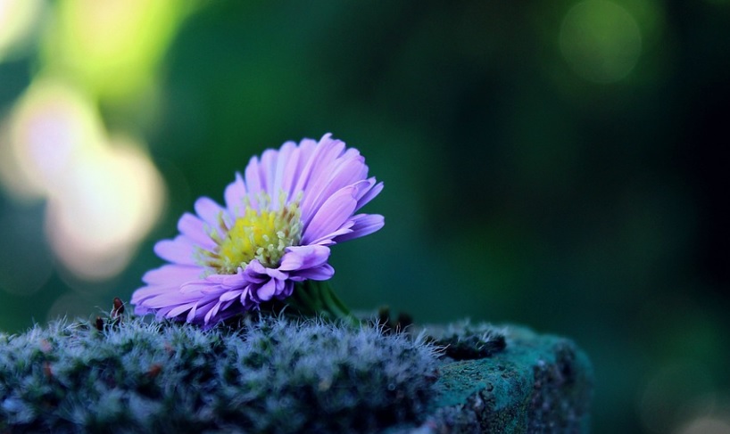 orlando, fl cremation services