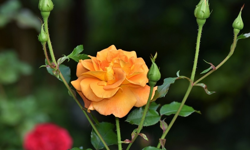 orlando, fl cremations