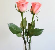 Orange City, FL cremation services
