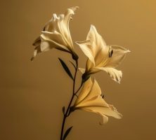 DeLand, FL cremation services