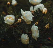 DeLand, FL cremations