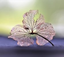 Deltona, FL cremations