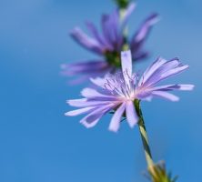 DeLand, FL cremation services