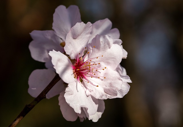 DeLand, FL cremation services