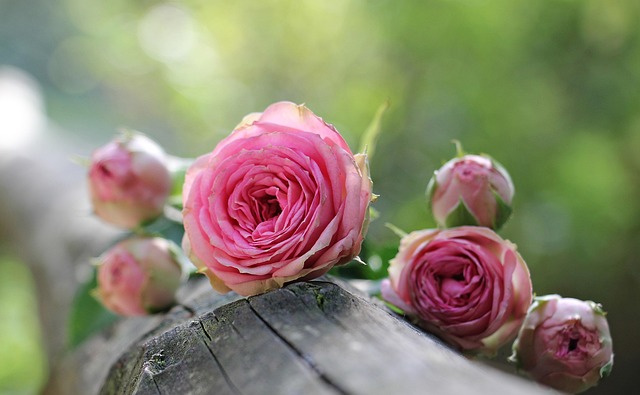 Deltona, FL cremations