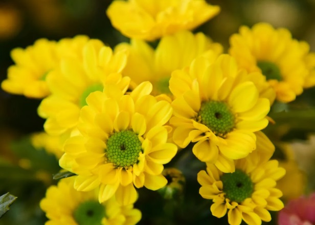Bright yellow flowers with green centers in close up detail for Deltona, FL cremations.