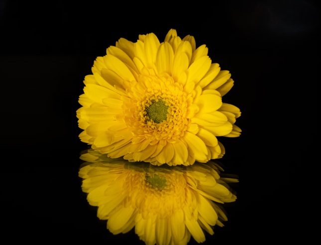 Yellow flower symbolizes remembrance and hope in Deltona, FL, honoring cherished memories.