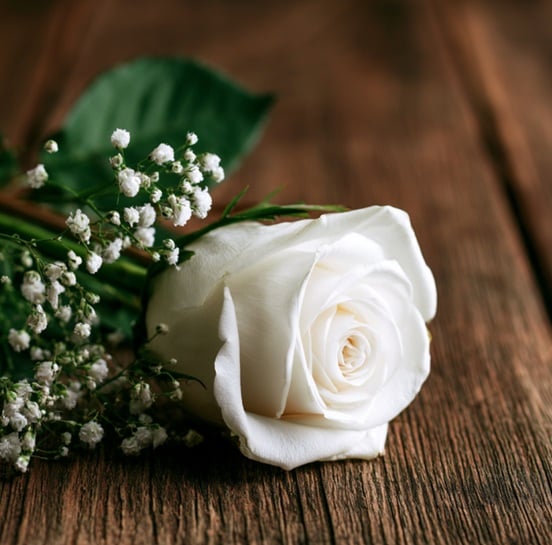 White rose symbolizes remembrance and comfort in Deltona, FL, during heartfelt family farewells.