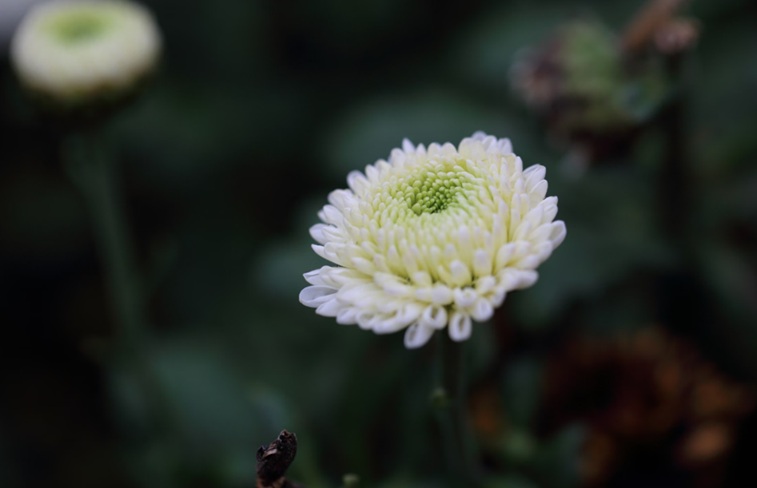 White memorial flower symbolizes Orange City, FL cremations with peace, remembrance, and lasting tribute.