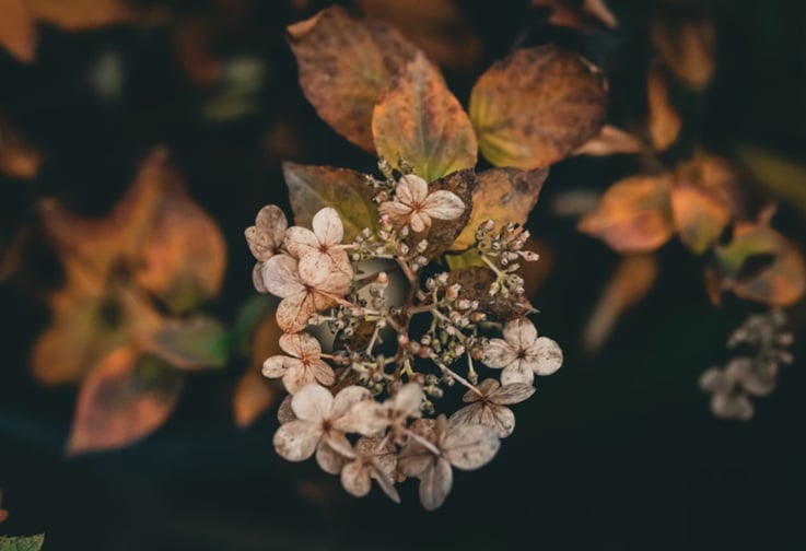 Dried flowers symbolizing remembrance during DeLand, FL cremations.