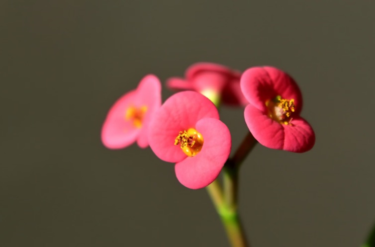 Pink flowers symbolizing remembrance during Deltona, FL cremations.