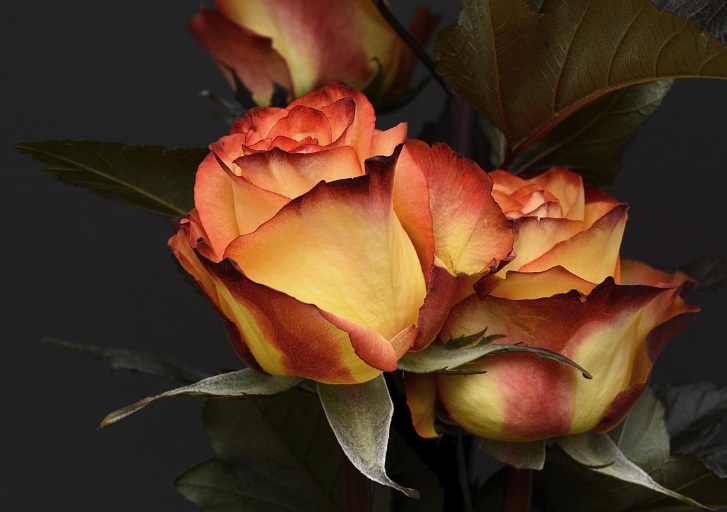 Orange roses representing remembrance and family gatherings in DeLand, FL.